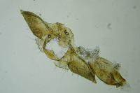 Monochroa rumicetella