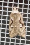 Semioscopis steinkellneriana