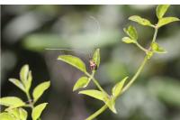 Adela australis