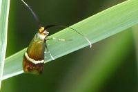 Adela australis