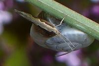 Plutella xylostella