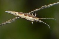 Plutella xylostella