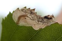 Heringocrania unimaculella