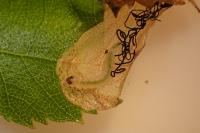 Heringocrania unimaculella