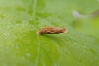 Coleophora