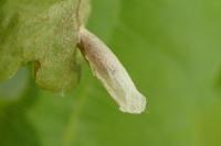 Coleophora