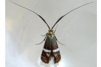 Adela australis