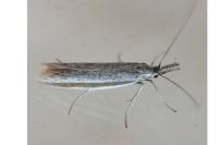 Pleurota ericella