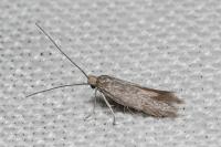 Urodeta hibernella