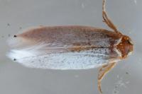 Pseudopostega