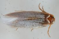 Pseudopostega