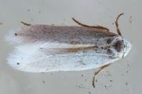 Pseudopostega