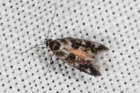 Denisia lutea