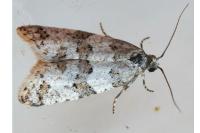 Isotrias rectifasciana