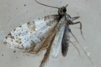 Isotrias rectifasciana