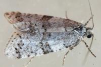 Isotrias rectifasciana