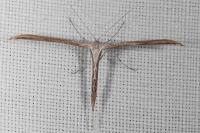 Emmelina monodactyla