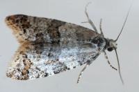 Isotrias rectifasciana