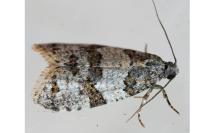Isotrias rectifasciana