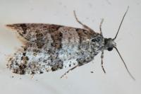 Isotrias rectifasciana