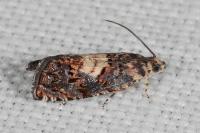 Pammene gallicolana