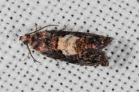 Pammene gallicolana
