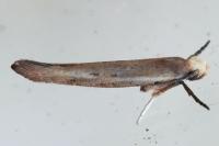 Zelleria hepariella