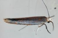 Zelleria hepariella
