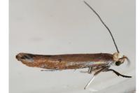 Zelleria hepariella
