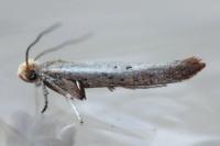Zelleria hepariella
