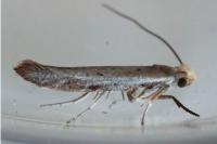 Zelleria hepariella
