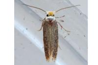 Stigmella