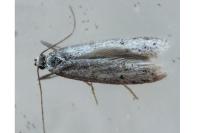 Dysspastus fallax