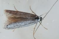 Dysspastus fallax