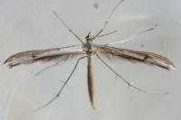 Stenoptilia