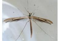 Stenoptilia