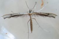 Stenoptilia