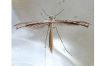 Stenoptilia
