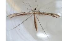 Stenoptilia