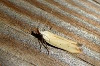Mesophleps silacella