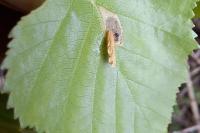 Coleophora serratella