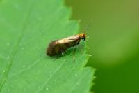 Micropterix tunbergella