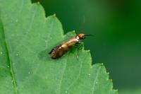 Micropterix tunbergella