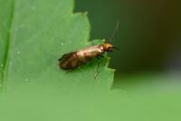 Micropterix tunbergella