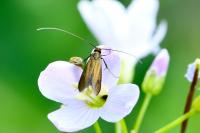 Cauchas rufimitrella