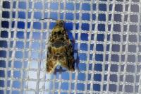 Lobesia botrana/reliquana