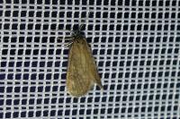 Bijugis bombycella