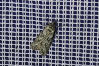 Cnephasia cupressivorana