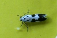 Ethmia quadrillella