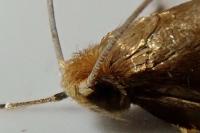 Nematopogon swammerdamella